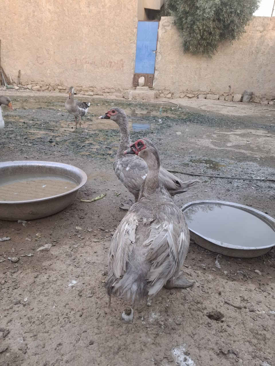٣ فحول • متاح