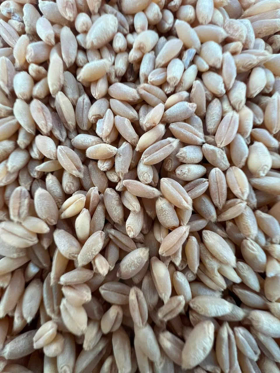 حنطة • ايطالية • دلي عباس ديالى