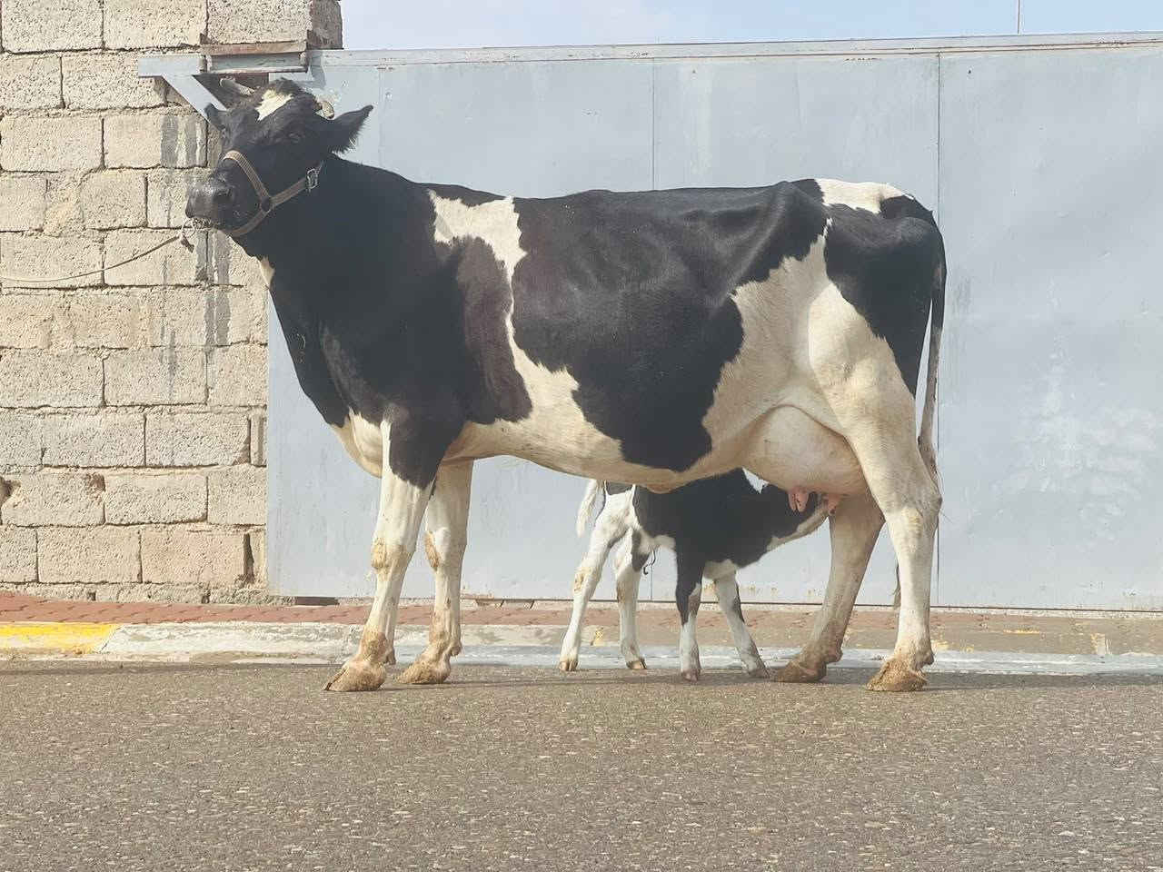 بقرة • حليب فول • ناحية الزاب