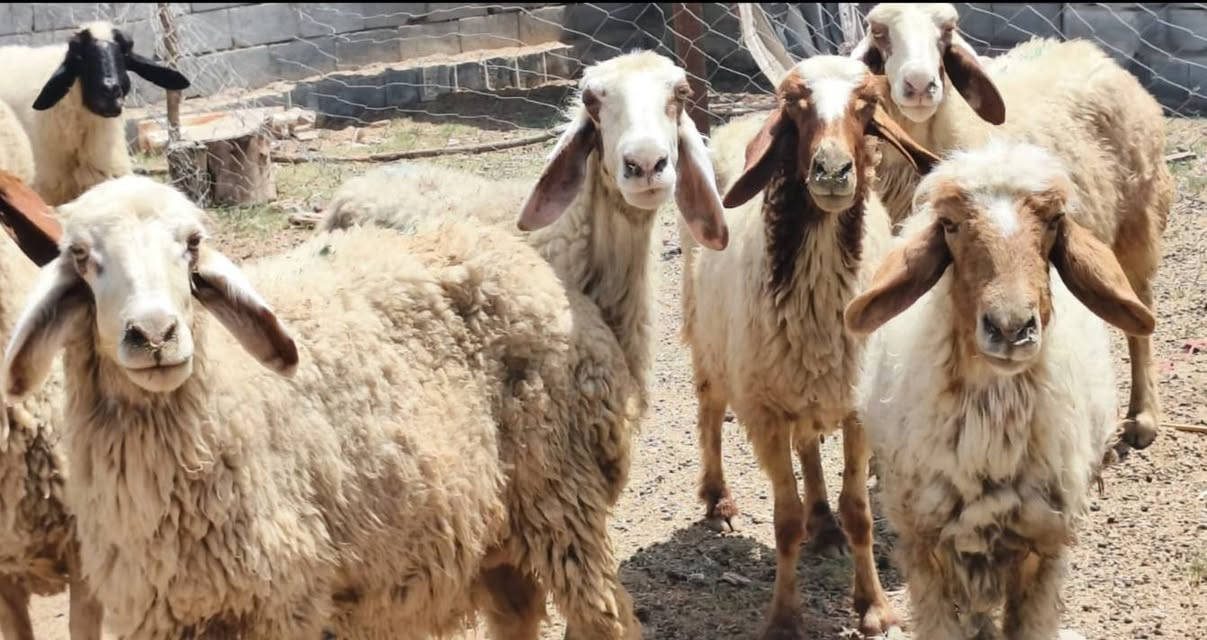 غنم عدد 9 مراح واحد
 عله كل عيب  مكفولات عين وسن وشطر  ونصاحه فول  حلال نضيف ومال جني  
مضاريع بيها شهرين و3  

سعر الوحده 290 اسعار ثابته 

ديوانيه سنيه
 تــــوصــــيل مــــــاكوووو

***********
***********
