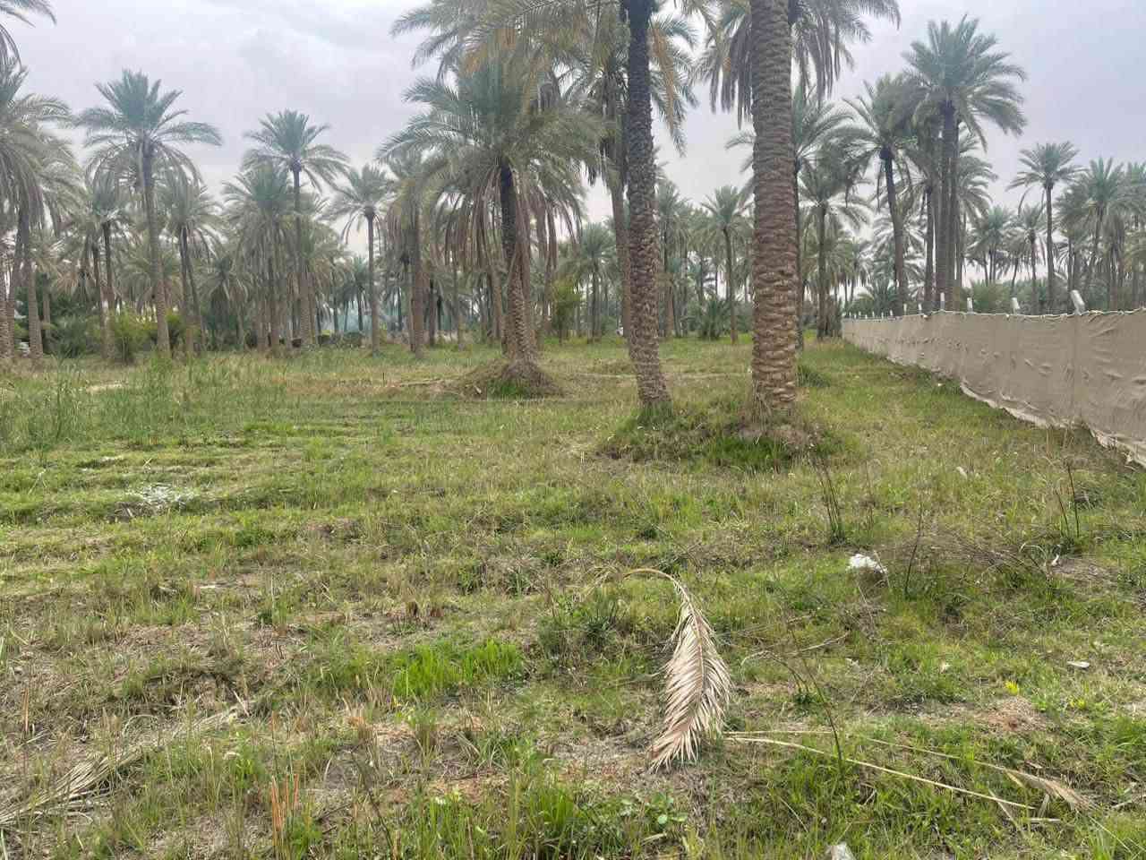 قطعه ارض للبيع المساحه ١٠٠٦متر سند ٢٥ الموقع كربلاء طويريج خلف البانزين خانه مال ابو جوعانه  للاستفسار والتواصل على الرقم ادناه*********** (معاد النشر بسبب الوعود الكاذبه)

