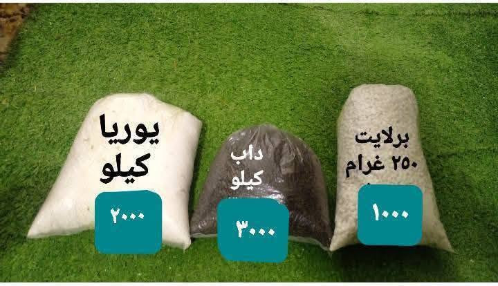 بونساي عين البزون • لبلاب تعليك • عصا موسى