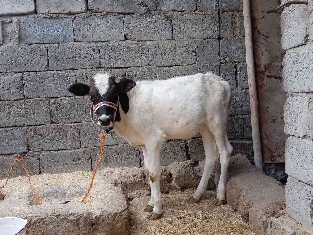 جوز حوليات • ناصحات • مجال لطيبين
