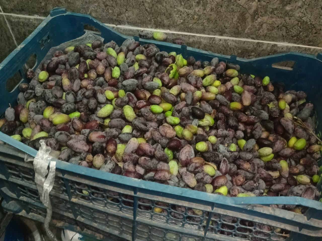 زيتون أخضر • زيتون أسود • واتساب