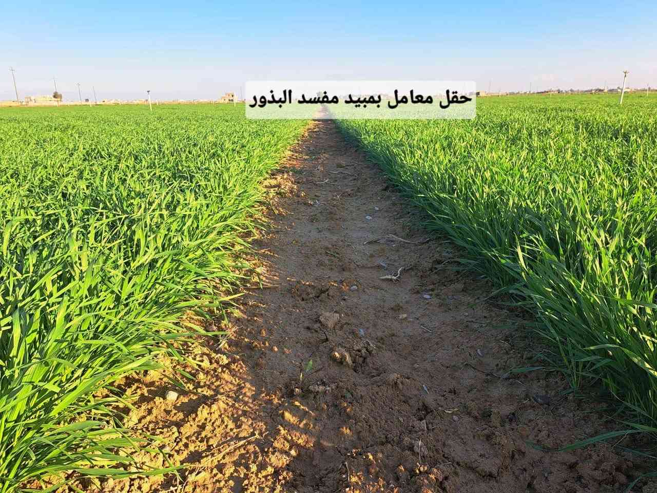 مبيد مفسد بذور • باير ألماني • حقول حنطة