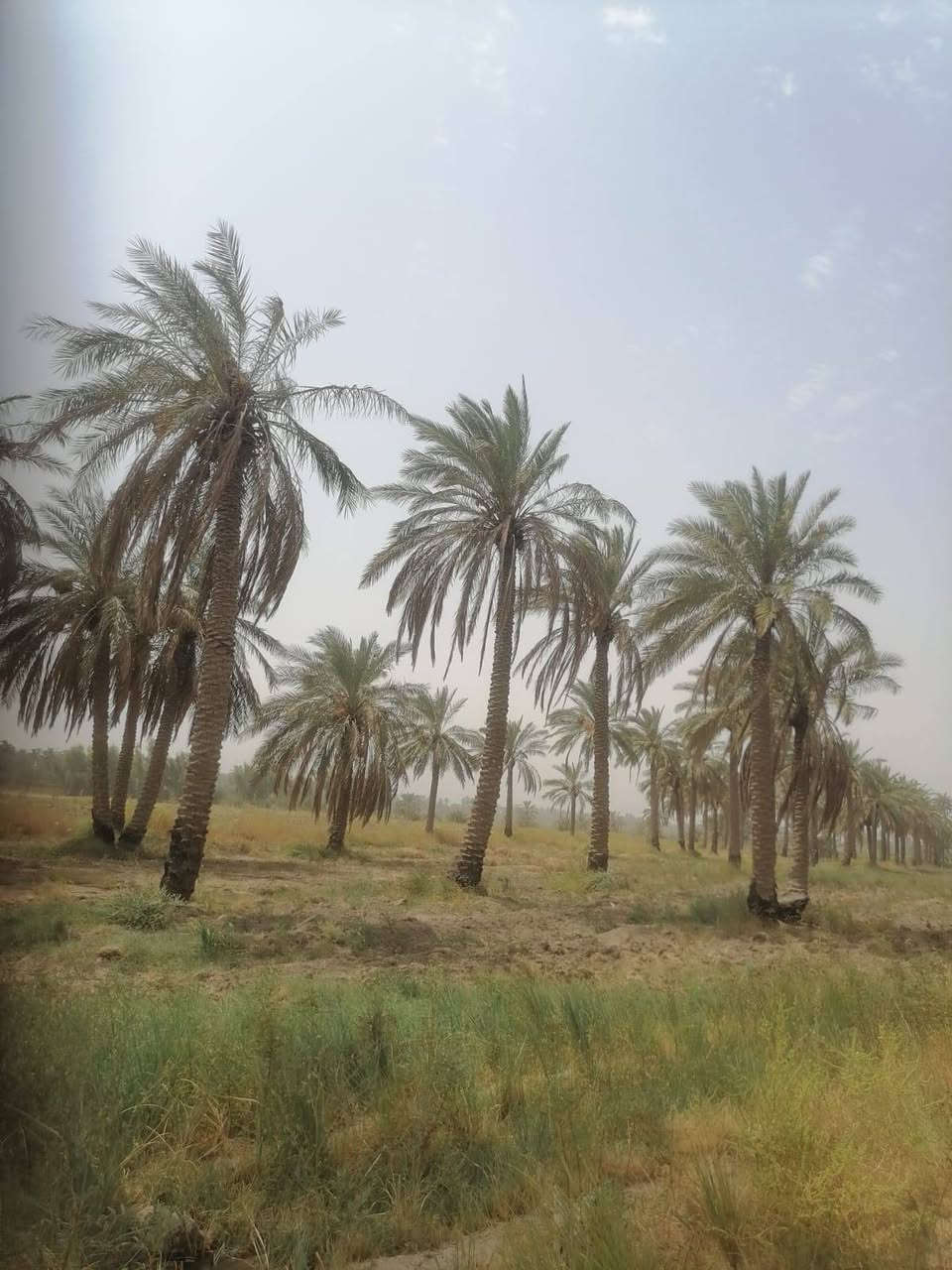 بستان بمساحه 5دونم سند 25 زراعي

كافة الخدمات متوفره ماء وكهرباء شارعها تبليط ومسافه ترابي تبعد عن شارع السياحي كيلو ونص بيها نخل حمال وكرفون 

للاستفسار 
***********
***********

📍 الموقع حله سياحي دولاب

