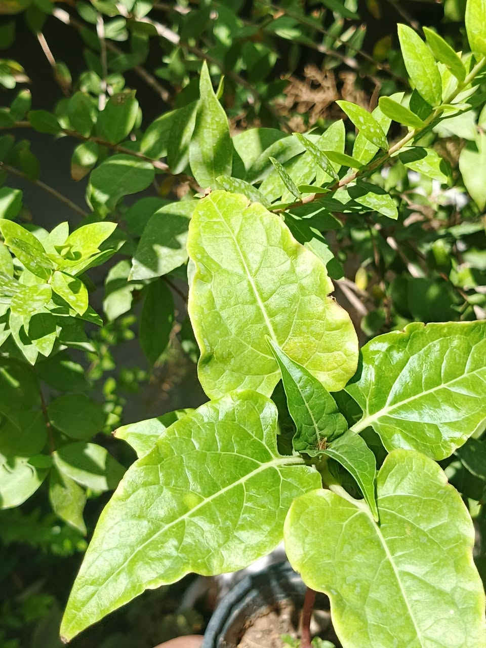 نبات {ورد ألمساء} او ما يعرف ب (لالة عباس) نبات من النباتات الشمسية 🌿

السعر:1,500 دينار عراقي 🇮🇶 

توصيل لكافة انحاء المجمع والعامرية 🚗 

للطلب والاستفسار ⬅️ خاص 

واتساب ⬅️ ***********
