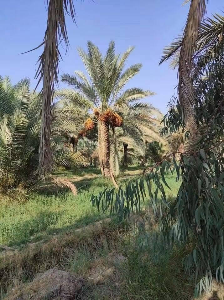 السلام عليكم 
بستان للبيع
المساحة 13 دونم طابو زراعي سند 25 باسمي تحويل مباشر
الموقع قضاء المحاويل قرية الشيتية
عدد النخيل اكثر من 400 اصناف منوعة شرسي خستاوي زهدي خضراوي بربن ديري
يبعد عن التبليط مسافة اقل كيلو 
ماء متوفر يحدها نهر من الامام والخلف
للاستفسار الاتصال على الرقم ***********
