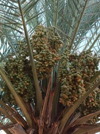 بستان • ٣٠نخلة • شويثي