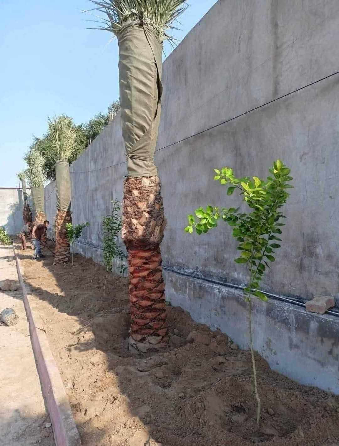 السلام عليكم  كادر متخصص لتجهيز المزارع والمنتجعات والمسابح  تجهيز الحدائق والبساتين تشجير الحدائق تشجير البساتين لدينا جميع انواع النخيل برحي مكتوم جبجاب بريم بلكه بربن جميع انواع النخيل و ترتيب الاراضي المتروكه وتسميدها بالسماد الحيواني وعمل منظومات تقطير نعمل في جميع محافظات العراق *********** /***********
