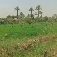 دونم ونص • سند 25 • المدائن الجعاره