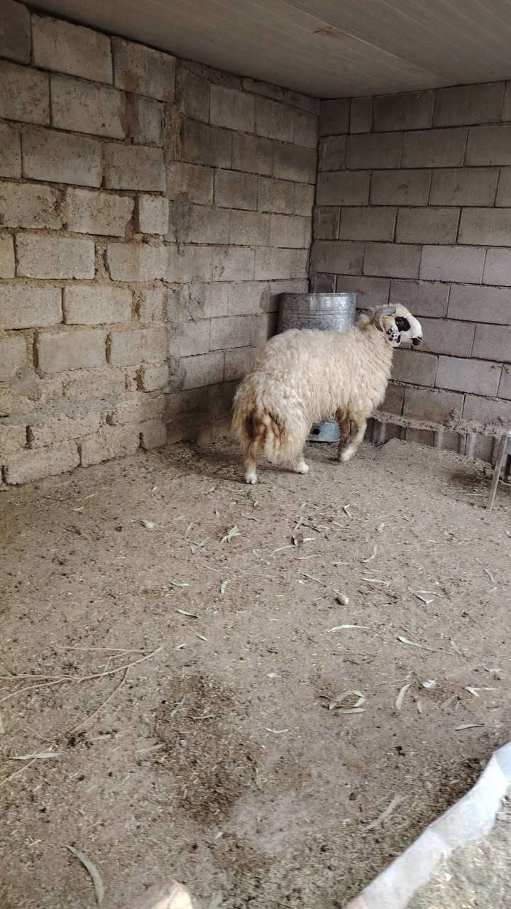 طلي جبير • العلم