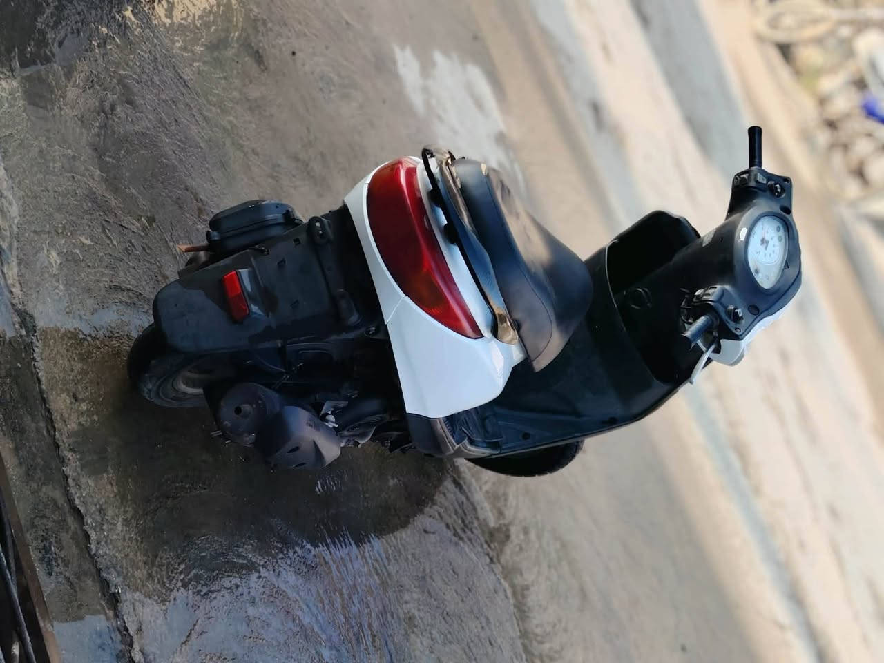 بريس • ببغاء • رمبه
