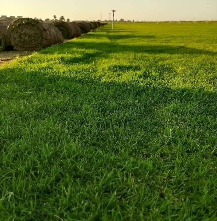 🌳 ثيل طبيعي من أجود الأنواع.. خضرة تدوم وأناقة تبهج! 🌳
مناسب للاستخدام في:
🏡 المنازل | 🌿 الحدائق | ⚽ الملاعب | 🏢 الدوائر | 🏗️ المشاريع الاستثمارية

🟢 أنواع متوفرة لدينا:
فرنسي – إيطالي – أمريكي – هندي – إسباني – إنكليزي
💚 نوعيات ممتازة بأسعار مناسبة جداً
📦 وقابل للتفاوض للكميات الكبيرة

✅ تجهيز كميات كبيرة للمشاتل والملاعب
✅ كادر متخصص بالزراعة والتركيب السليم
✅ نوصل لك لباب البيت، بأسرع وقت!
***********
📞 للحجز أو الاست
#ثيل_طبيعي #خضرة_دائمة #زراعة_ثيل #ملاعب #مشاتل #أسعار_تنافسية

نص مكتوب في الصور:
- فرنسي