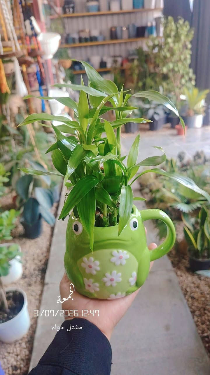 التمييـز و الجمال ونزاكة🌿🌺🌿
من( مشتل حواء) ☺️
وصول وجبه جديدة😊
الحجز واستفسار ☎️***********
 تابعو صفحتنا حتى يظهر لكم منشوراتنا 
 _العنوان__حله -حي الصحة - شارع-كورنيش-
