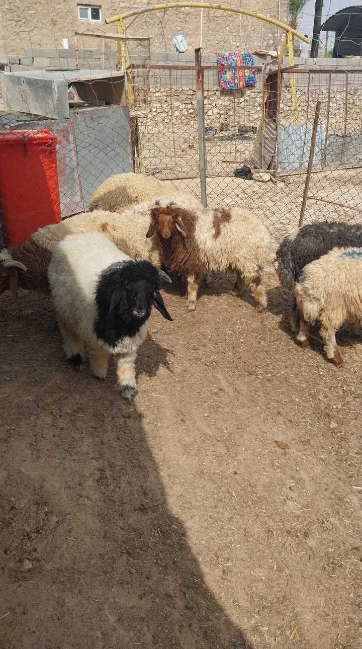 طليان • عدد ٧ • الريحانه