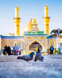 حملة الإمام علي • كربلاء-النجف-كوفة • سيارات مكيفة