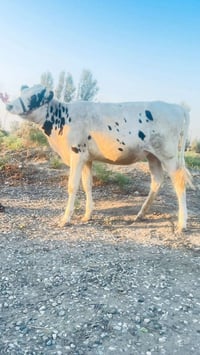 بجر فرنسيه • شرط الصحة • بابل الشوملي