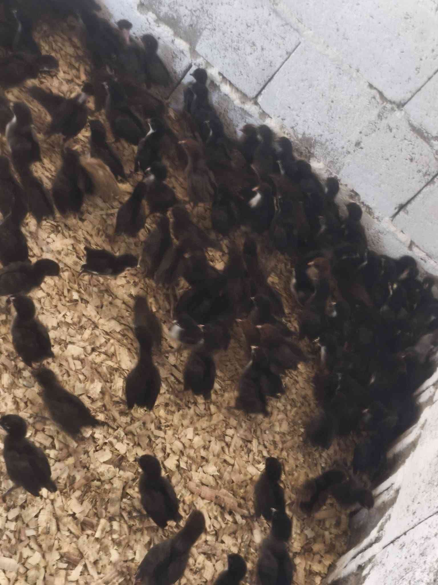 ماشاءاللە تبارک اللە
جوجکەی ئەتاکس و مل  ڕووت بەردەستە
تەمنان  پانرە  ڕۆژە  ساغ و تەندروست 

هەرزانترین سیعر  شوێن  زەرایەن 
***********
***********
