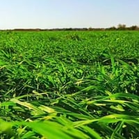 أرض زراعية • الطليعة • ٢٠دونم
