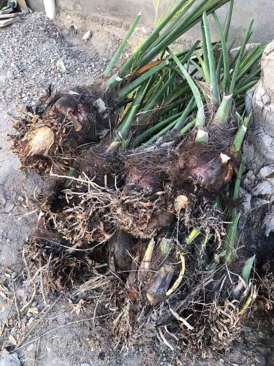 شتال فسائل • شويثي • ديري كبير