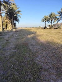 ارض زراعيه للبيع 2 دونم الموقع طريق حله ديوانيه منطقة هوى الشام قرب مع...