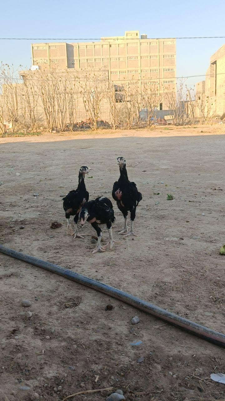 مخالف كوبرا هزاز الماني عمر 3اشهرونص تكريت قرب المطحمة ***********...***********

