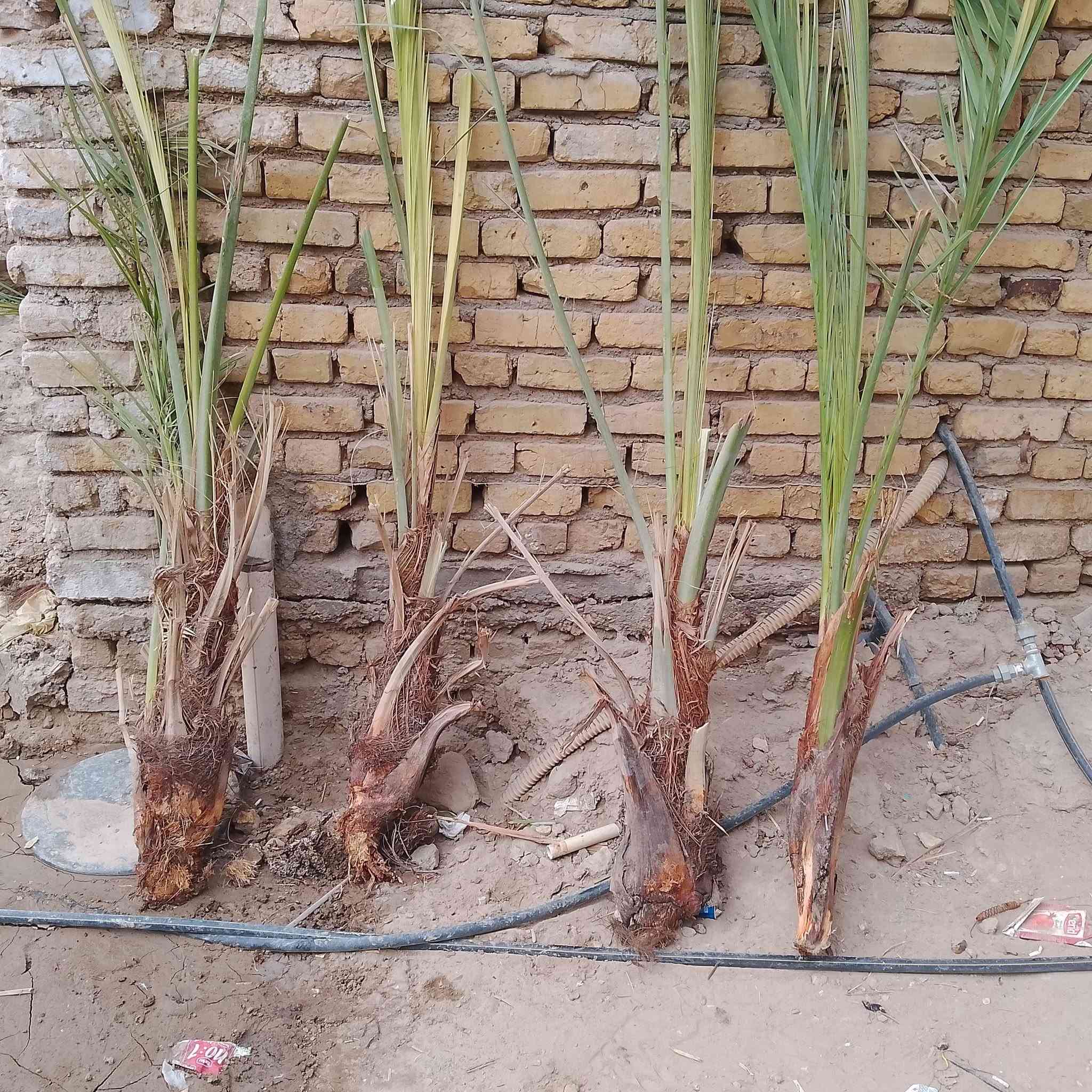 الناصرية • فسائل شويثي • أحمر