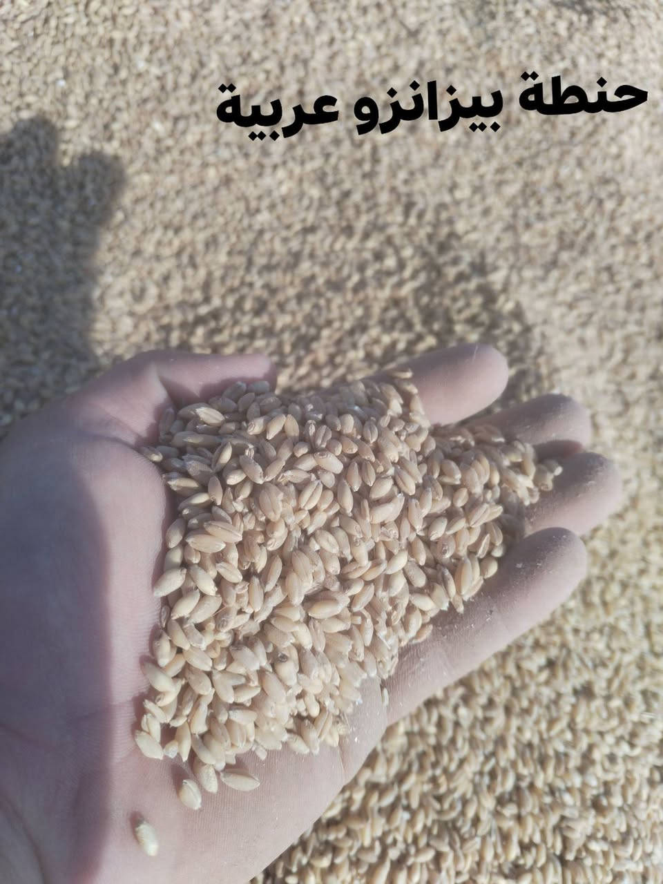 للبيع حنطة بورو / وحنطة بيزانزو عربية  المكان ديالئ العضيم للاستفسار الاتصال على الرقم التالي ***********
