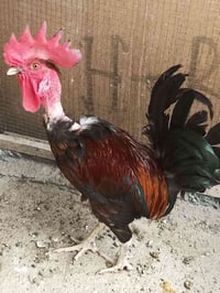ديج عرب • البصرة قضاء المدينه • ابو ركيبه