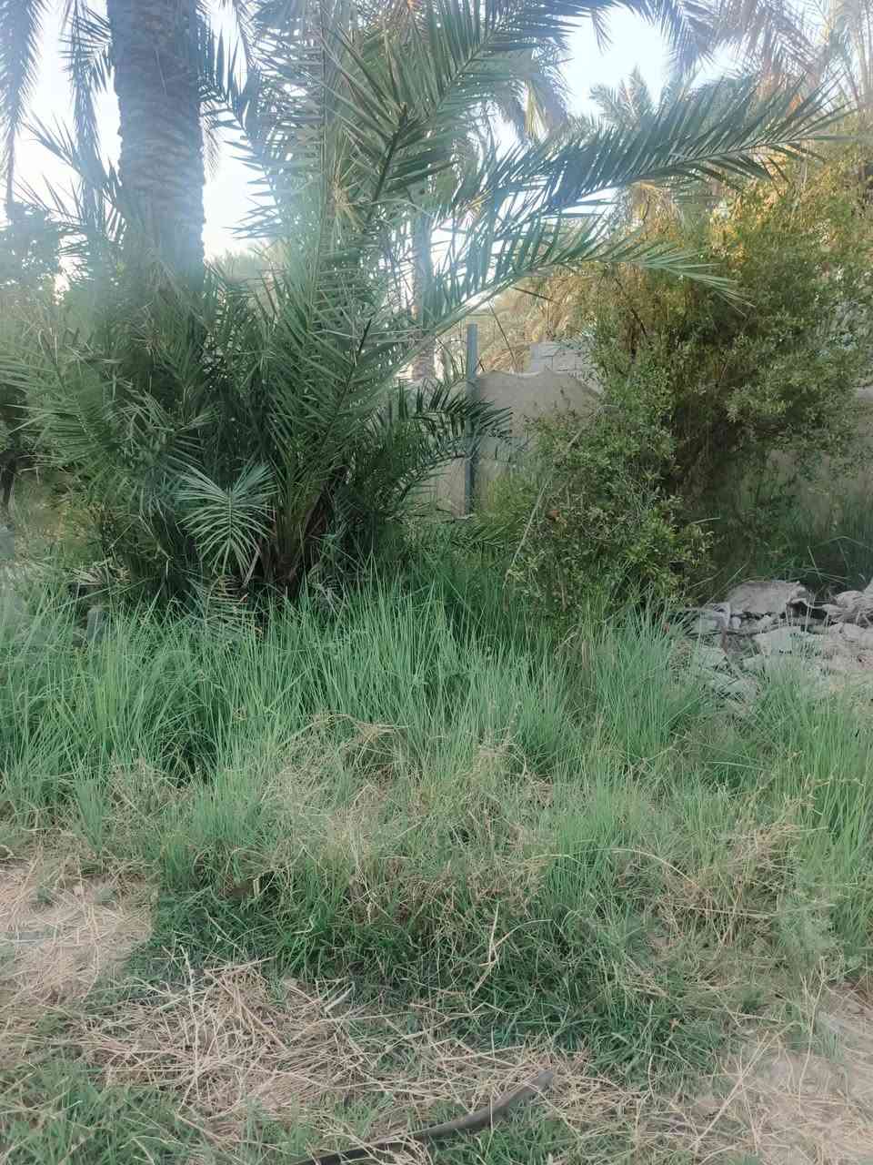 الراشدية العراكنة • ١٨٠٠م • سند ٢٥