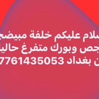 مبيضجي • جص • متفرغ