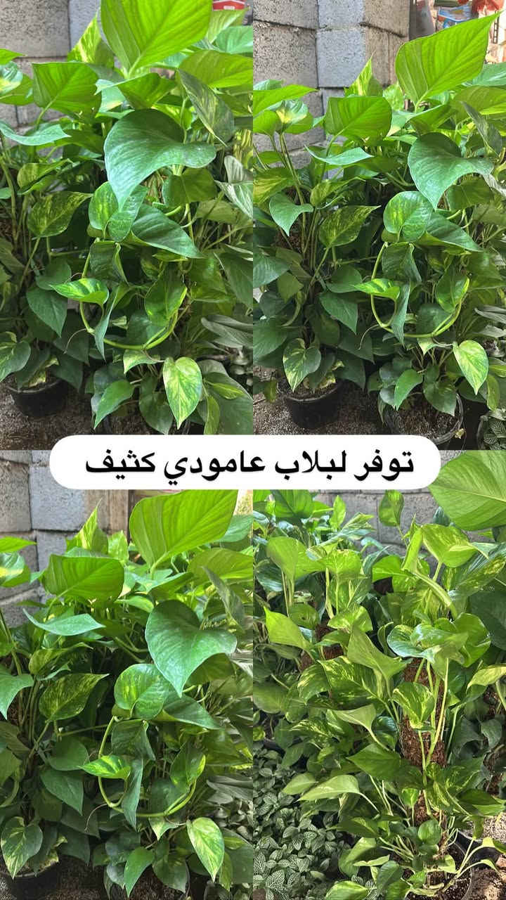 اللهم صلي وسلم على سيدنا محمد وعلى اله وصحبة وسلم تسليما.
توفر في مشتل ابو علي الفراجي أنواع الورود المختلفه وضليات 🤍

العنوان : بغداد /سلمان باك / قرب جامع سعد /شارع الحدادين 🤍

سوينا لكم بيج على برنامج الإنستقرام لكي نجاوب على اسئلتكم المتنوعه 

اسم البيج : بيج مشتل ابو علي الفراجي 

يوزر البيج: l0.33.m

رابط البيج:https://www.instagram.com/l0.33.m?igsh=bGZmMGw4bTN2ODZw

مشتل ابو علي الفراجي يرحب بالجميع 🤍

نص مكتوب في الصور:
- مشاتل ابو علي الفراجي لبيع الزهور والورود والنباتات وكافة أشجار الحمضيات والنفضيات والنخيل وكافة الشتلات خضرة طبيعية ... لحياة أجمل *********** / *********** I.O.33.m أجمل الزهور وأروع النباتات بأسعار مناسبة مشتل أبو علي الفراجي خير الطبيعة ... بين إيديك زهور وورد نباتات زينة أشجار حمضيات أشجار نفضية نخيل شتلات وستاندين نزرع اليوم .. جمال الغد بغداد - سلمان باك - شارع الحدادين
- توفر لبلاپ متدلي كثيف
- توفر نبات الفيتونيا الداخلي
- توفر لبلاب عامودي كثيف
- توفر جلد النمر حجم كبير
- توفر شجره اريكاريا داخليه
- توفر نبات دي فنباخيه داخلي
- توفر نبات الكراتون داخلي
- توفر نبات كلومنيا الداخلي