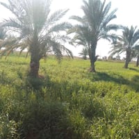 الدبوني • ٣١٠ دونم • ٤ بيوت