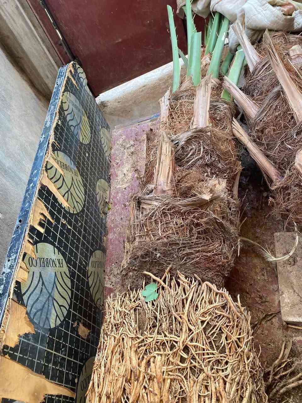 فسيلة برحي حر قطرها 40سم سعرها 250 وبيهة مجال بسيط 

ملاحظة بالواقع أوضح من الصور 

مكاني الطارمية 
***********
***********
