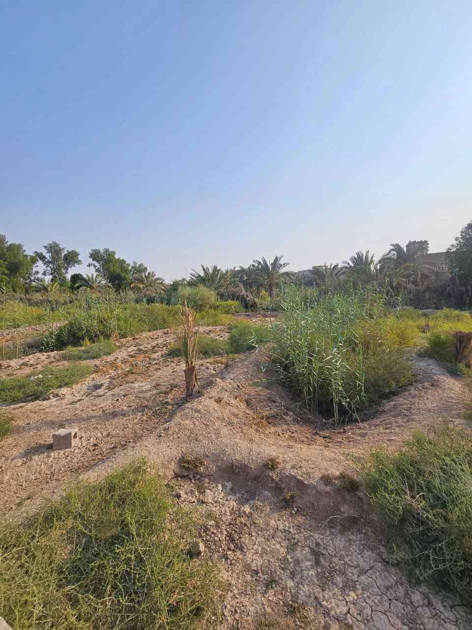 دونم • طابو صرف • ابوالخصيب