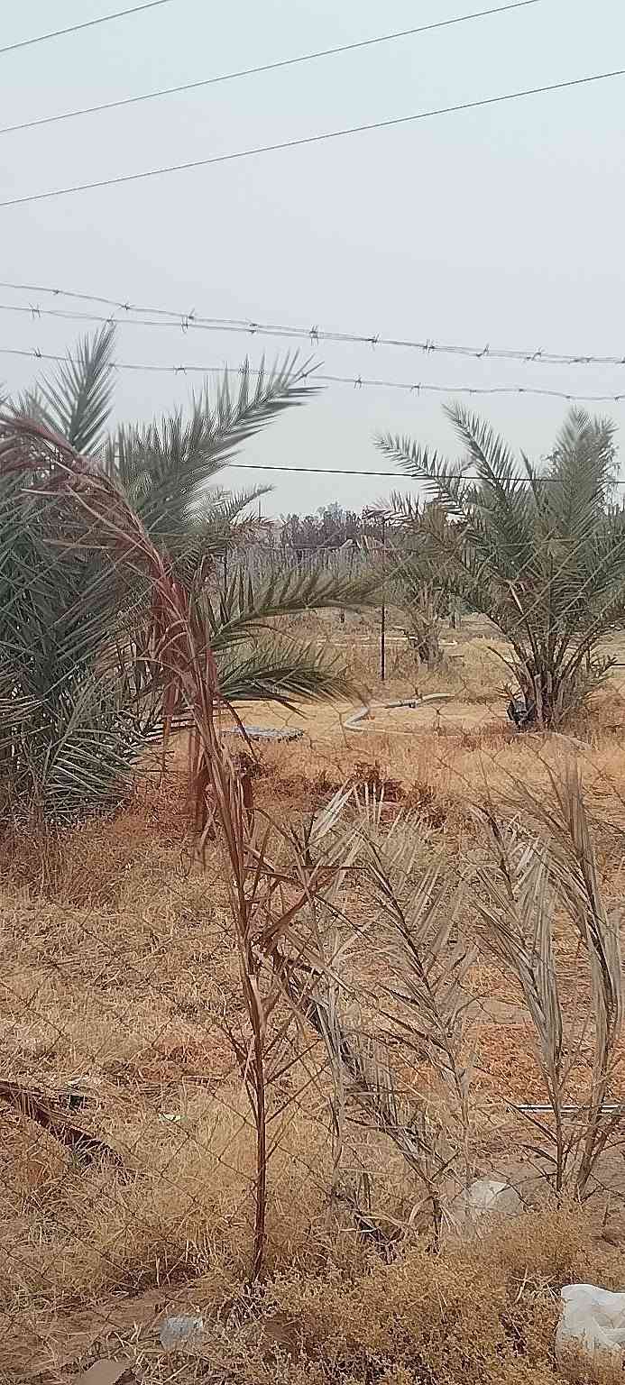مزرعه • ٢ دونم • طريق يا علي