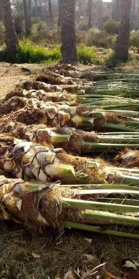 نخيل برحي • مكتوم • توصيل محافظات