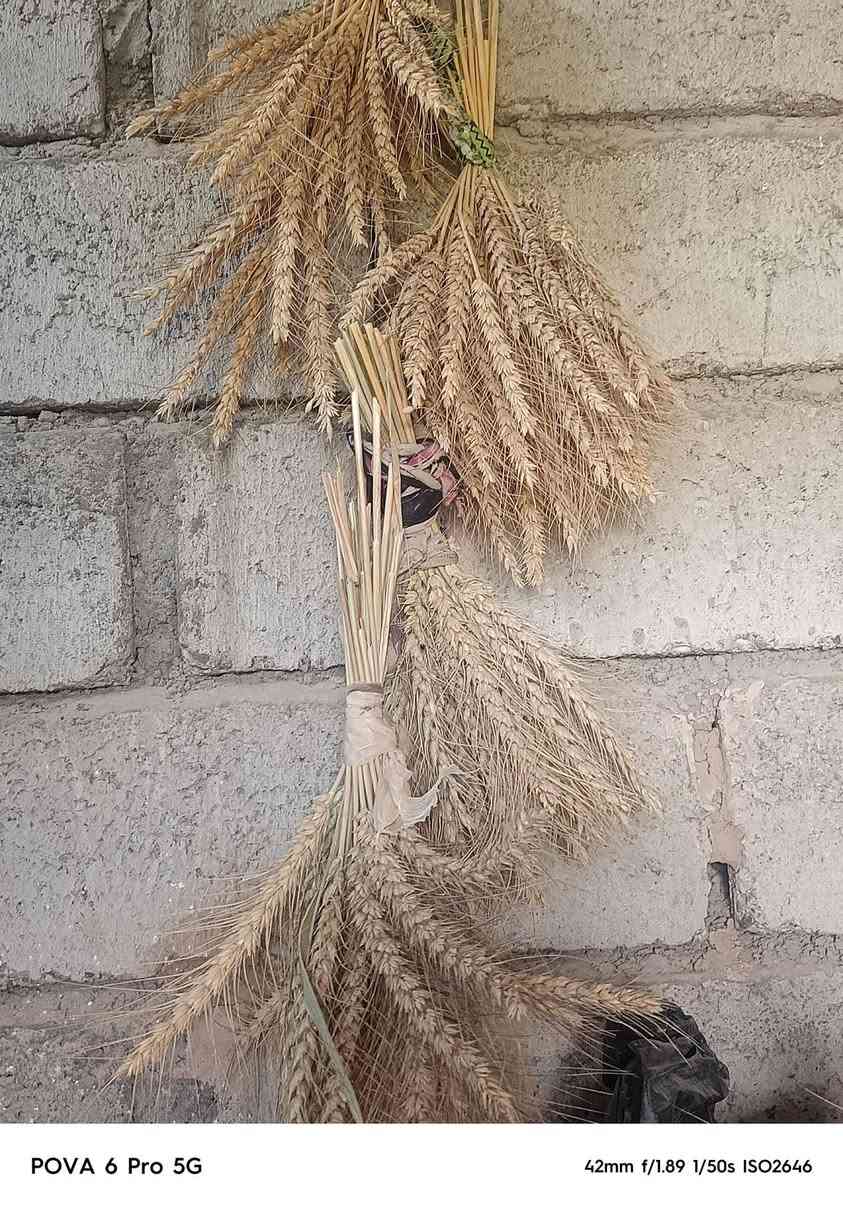 حنطة نظيفة • الرشيد/الصباح • انتاج وفير