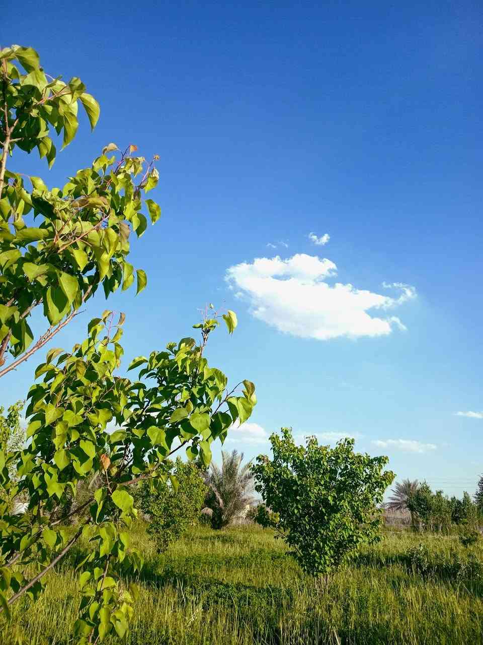 840 متر  ثلث دونم العنوان بغداد الراشدية سند ٢٥ خدمات كامله السعر 44 وبيها مجال 

 (***********)
