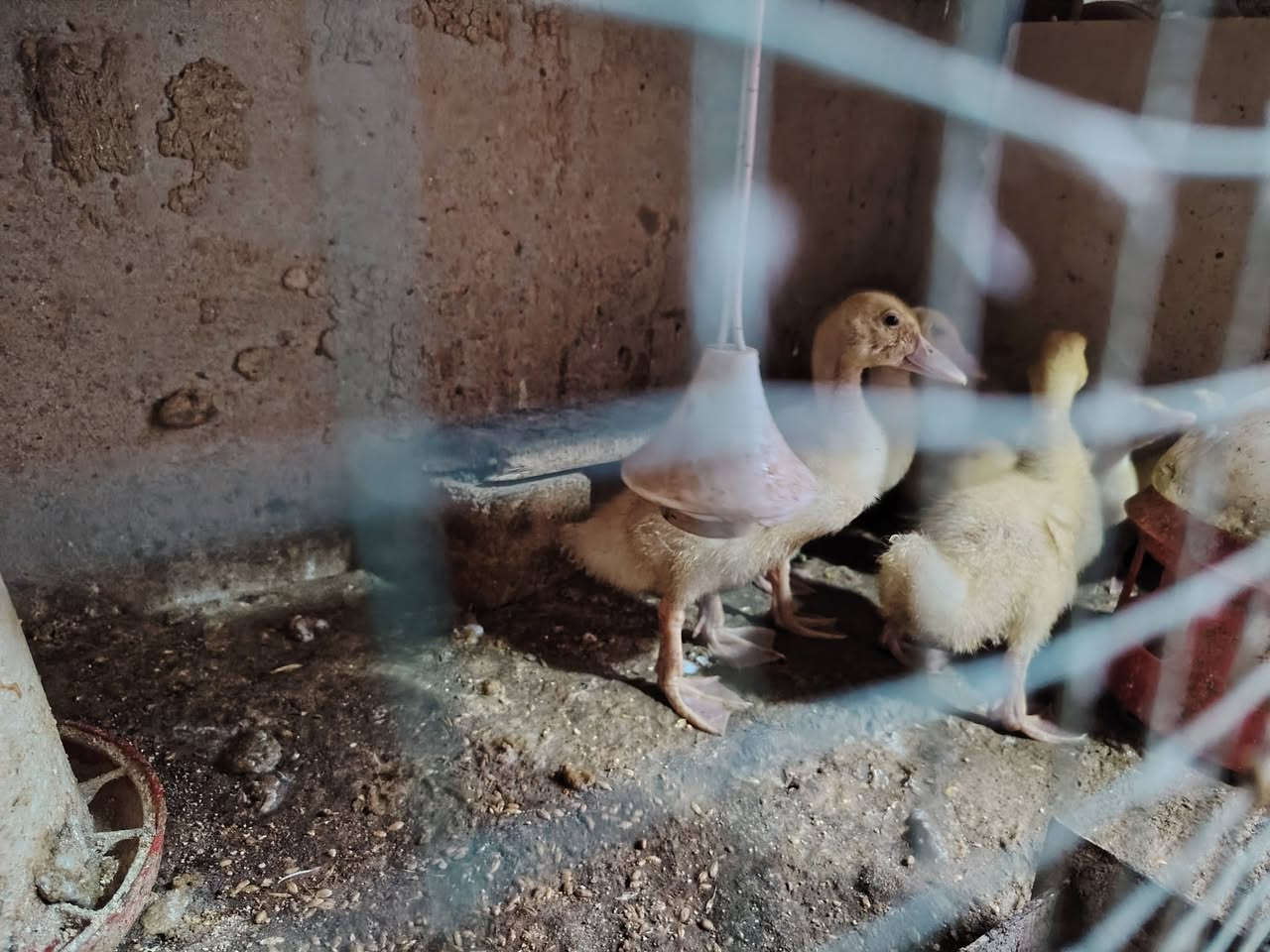 ٤ قطع كبار • ٩ قطع صغار • مجموعة كاملة