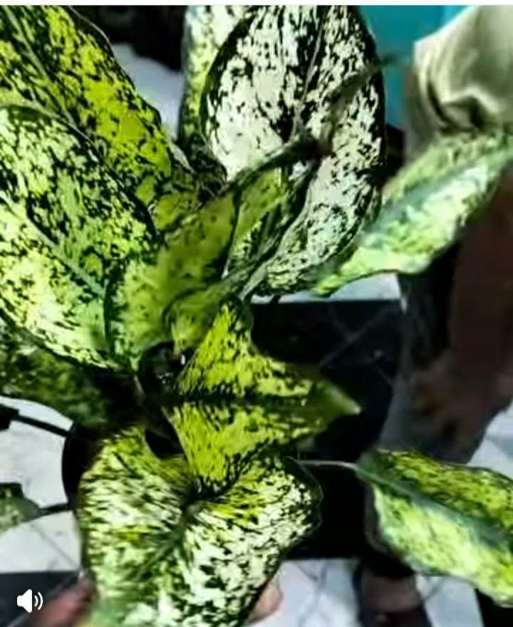 عرض خاص لبلاب 
زانبيه 
عصى موسى 
كلونيميا 
لطلب والاستفسار مرسلة الصفحه يوجد خدمة توصيل خانقين جلولاء سعديه
