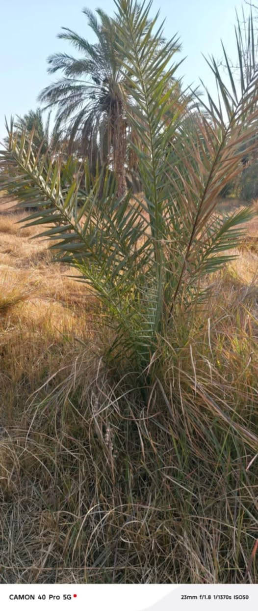 بستان للبيع
المساحة دونم 
يحتوي على أكثر من نوع من النخيل

كامل الخدمات
ماء اسالة و ماء سقي
كهرباء
شارع عريض

السديناوية / قرب مدرسة سيد محسن الغرابي

للاستفسار *********** يتوفر واتساب
https://chat.whatsapp.com/DAUdXFm5YqX38v3lRTvPuk

نص مكتوب في الصور:
- CAMON 40 Pro 5G 23mm f/1.8 1/2275s ISO51
- CAMON 40 Pro 5G 23mm f/1.8 1/1053s ISO50
- CAMON 40 Pro 5G 23mm f/1.8 1/1370s ISO50
- CAMON 40 Pro 5G 23mm f/1.8 1/1422s ISO50
- CAMON 40 Pro 5G 23mm f/1.8 1/1185s ISO50