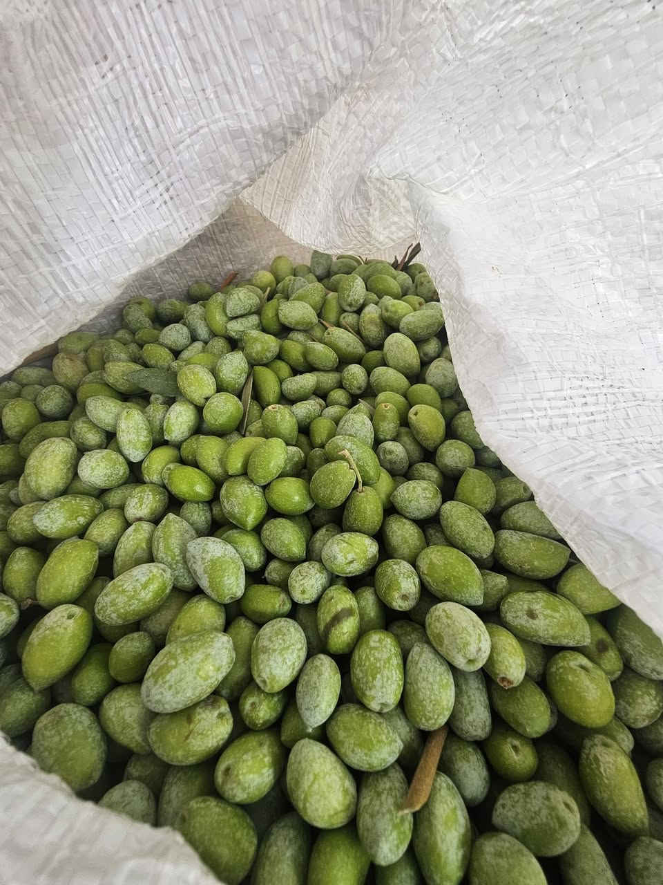 زيتون • درجة أولى