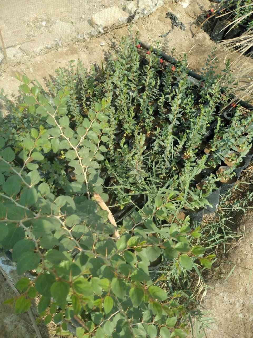 سدر حشري • كمية كبيرة • قضاء المدينة