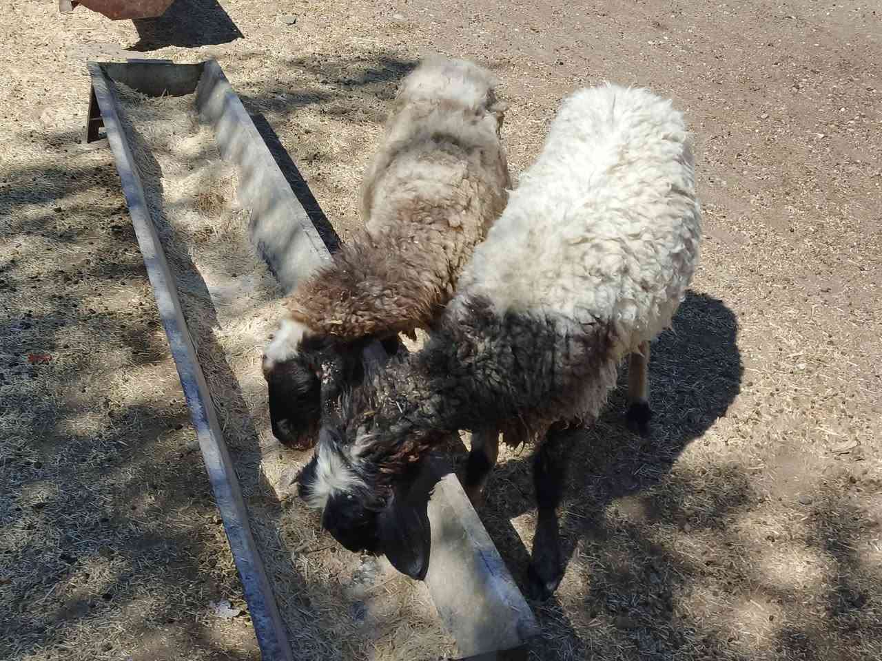يوجد وراجين حانيات شهر ونص شرط نصاحه سن وشطر شرط ضمان3يام نصاحه فول نشاط وين جنايه سعر 400الف شلع كلهن المكان بيجي رقم الهاتف‏‪***********‬‏

