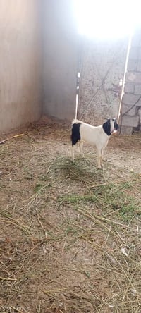 جدي • ناصح • الزاب