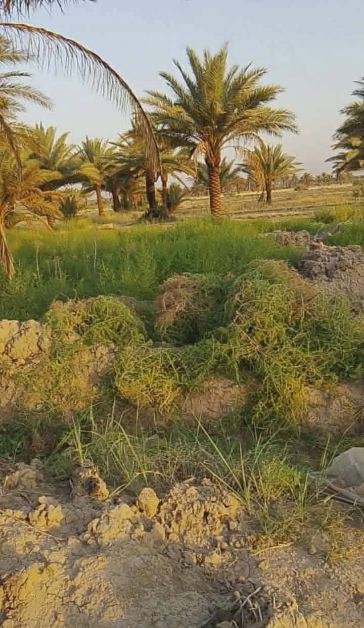 للبيع ١٧ دونم
ارض اصلاح زراعي سند 35 للبيع 
مساحتها 17 دونم 
الخدمات 
ماء اساله 
مياه سقي 
كهرباء متوفر 
تبعد عن شارع العام 500 متر وهاي سبيس وكتاب تبليط ماشي على هاي سنه تحتوي على نخيل عدد 500 نخله متنوع
والسعر جدا مناسب
العنوان ورديه قرب سيطره الورديه
للاستفسار ***********
