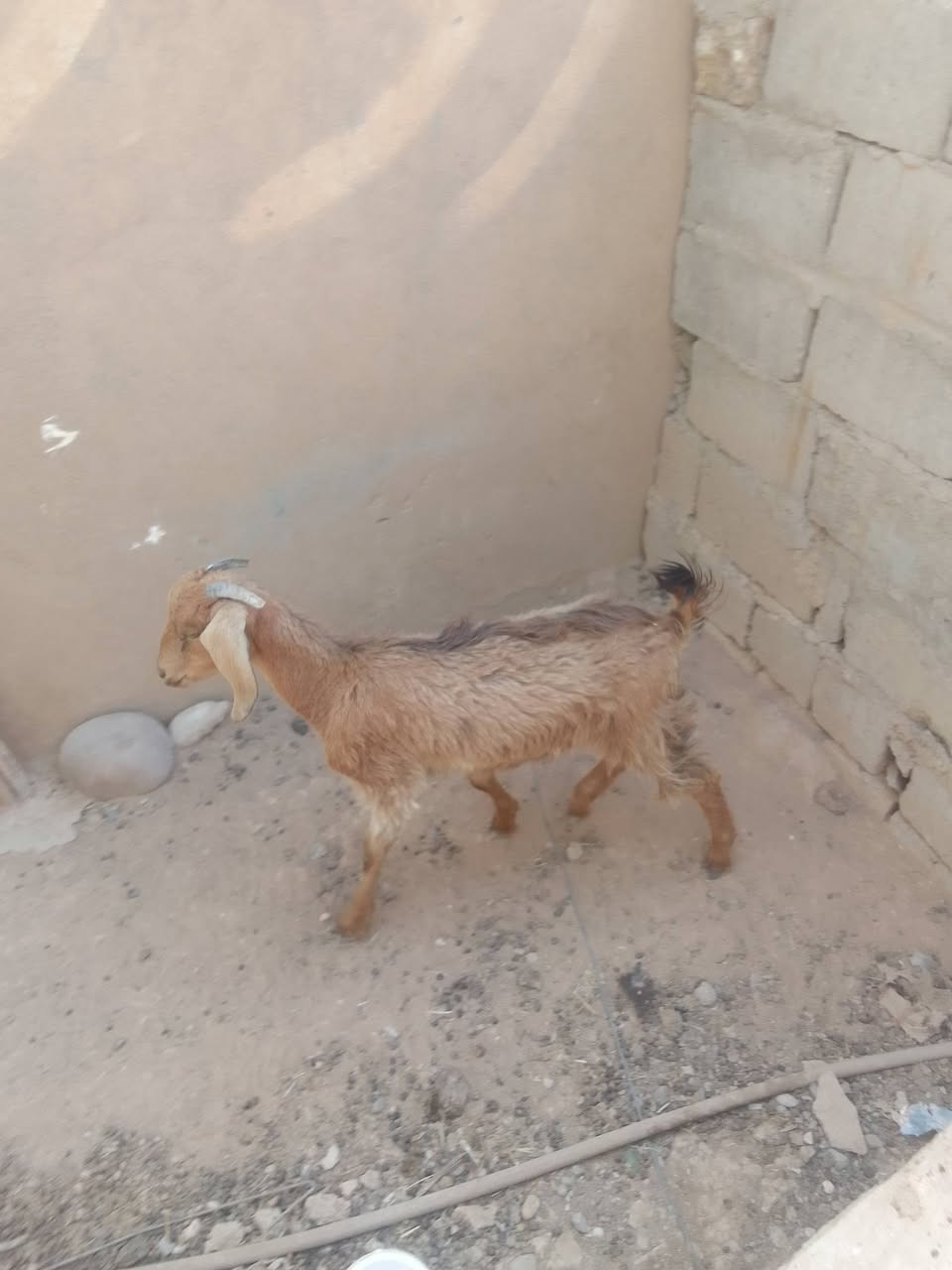 صخلة حانية عشرة للبيع نضيفة مالت بيت ***********
