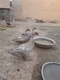 ٣ فحول • متاح
